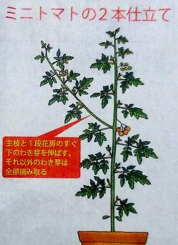 ガーデニングでお勧めの野菜二つ