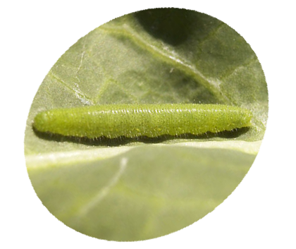 ベランダのガーデニングに付く虫対策