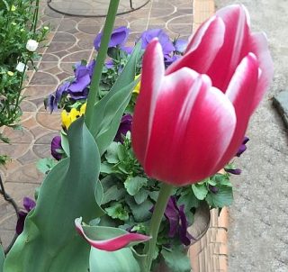 チューリップの葉っぱが赤くなったのは、花びらになりそこねた萼(がく)