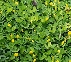家庭菜園で楽しく育てる春植え野菜