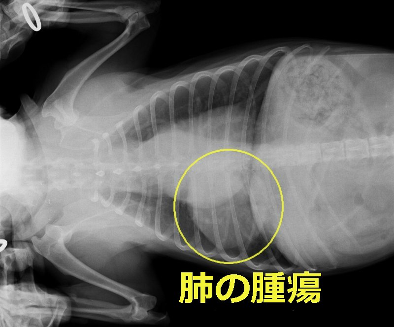 ビーグル犬が肺がんと診断されました。