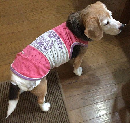 犬用おむつが脱げる対策とダイソー犬用おむつのすごいヒミツ